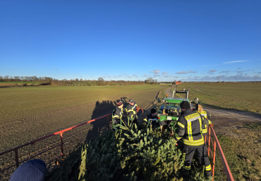 Tannenbaum-Einsammeln – Bild 8
