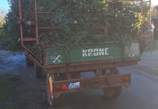 Tannenbaum-Einsammeln – Bild 12
