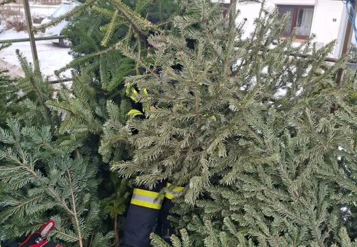 Tannenbaumaktion – Bild 27