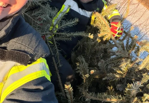 Tannenbaumaktion – Bild 31