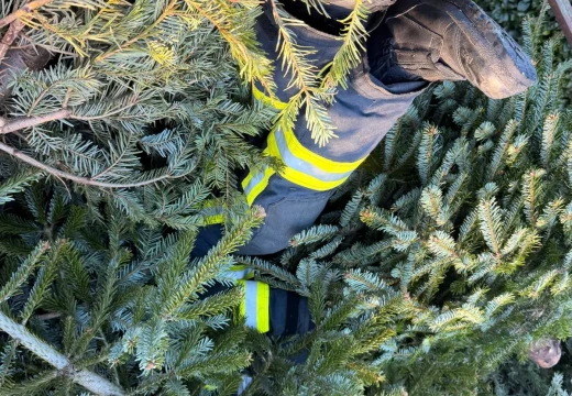 Tannenbaumaktion – Bild 32