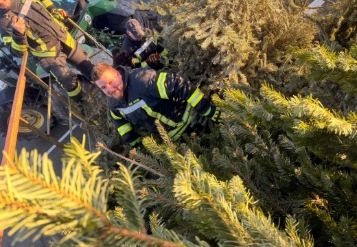 Tannenbaumaktion – Bild 34